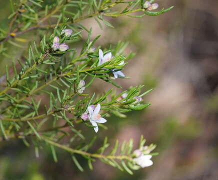 Image of Philotheca salsolifolia subsp. salsolifolia