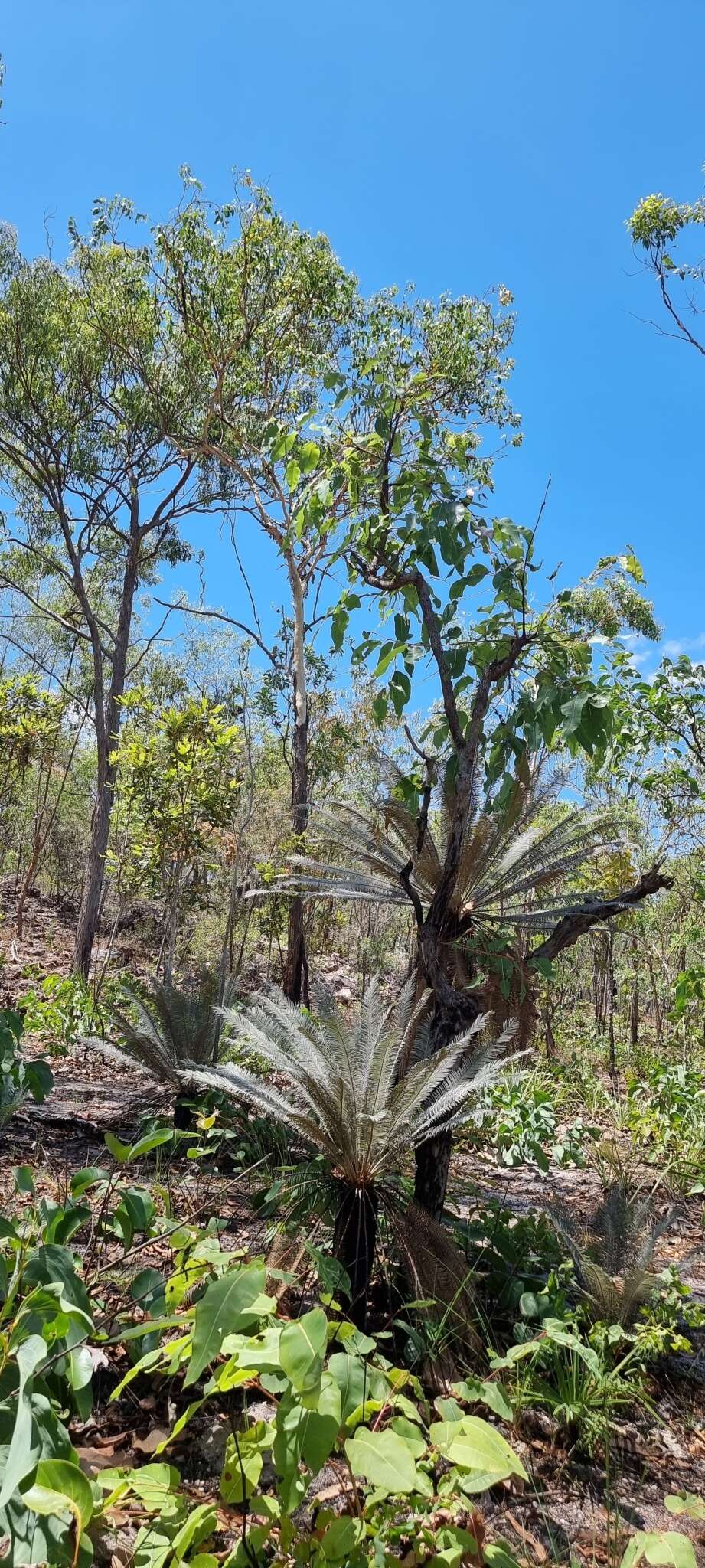 Image of Cycad