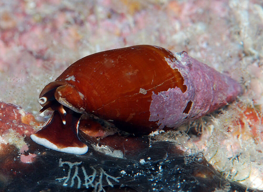 Image de Strigatella luctuosa (A. Adams 1853)