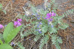 Image of Oxytropis exserta Jurtzev