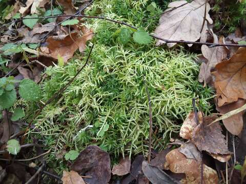 Image of hair-pointed feather-moss