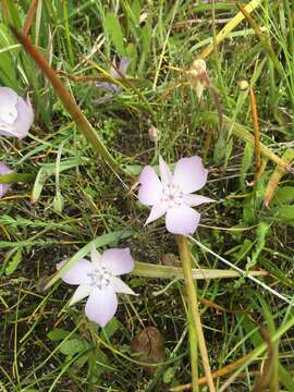 Calochortus uniflorus Hook. & Arn. resmi