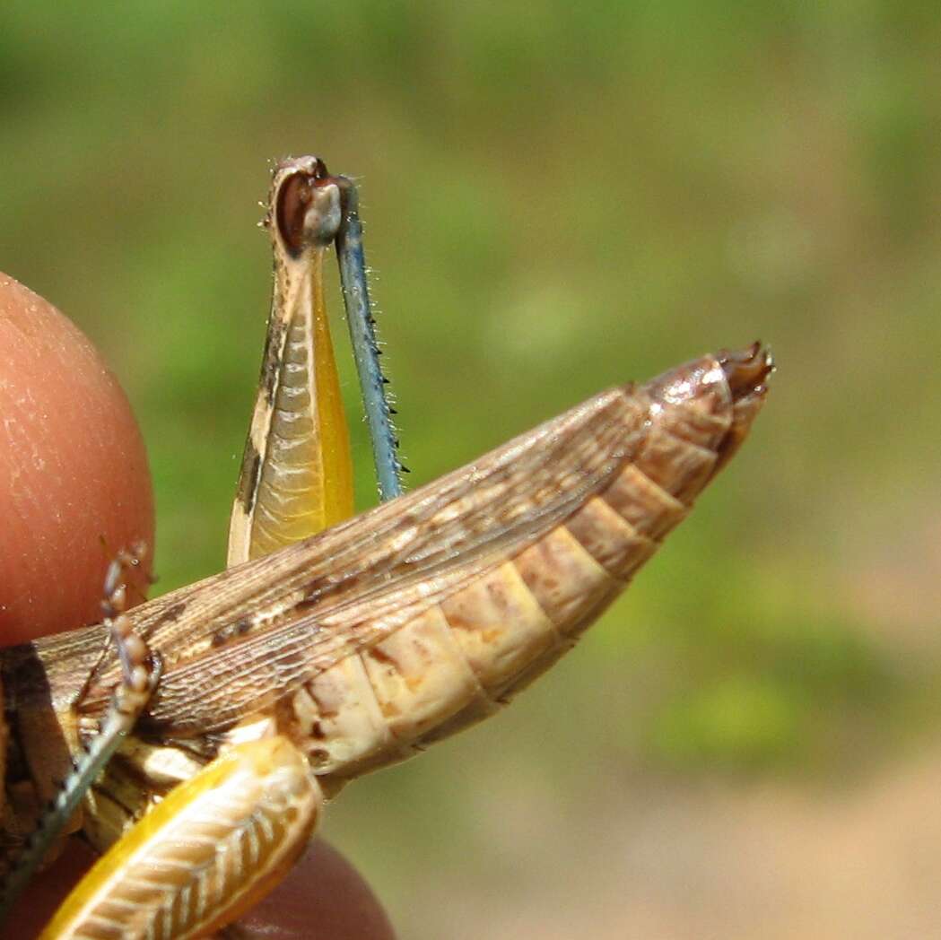 Melanoplus confusus Scudder & S. H. 1897的圖片