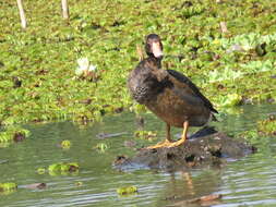 Image of Rosy-billed Pochard