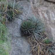 صورة Agave victoriae-reginae subsp. swobodae Halda