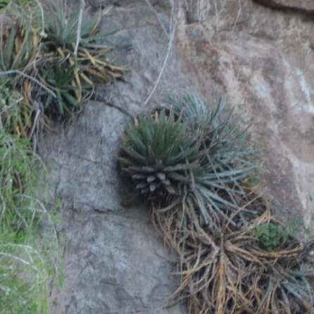 صورة Agave victoriae-reginae subsp. swobodae Halda