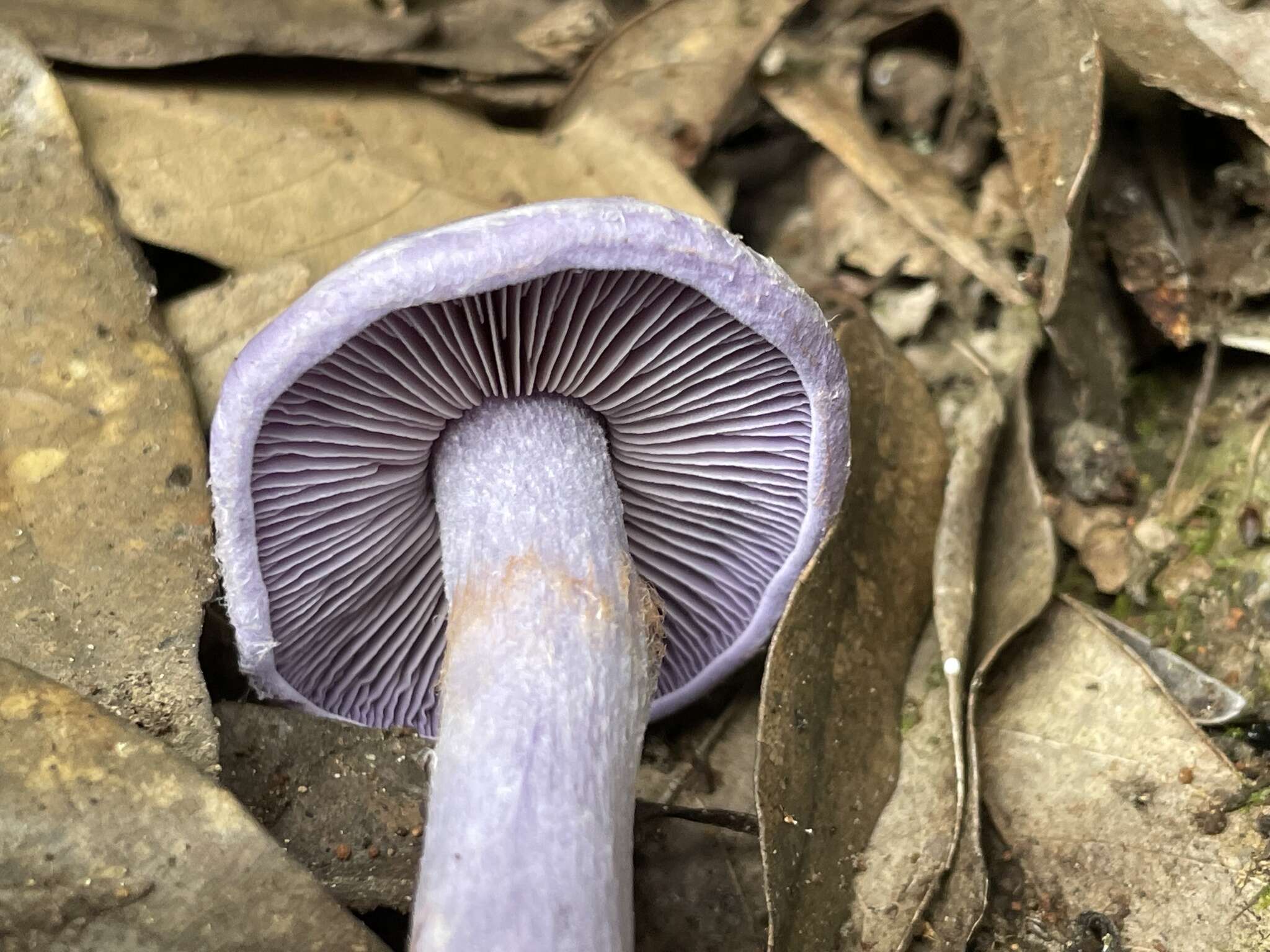 Image of Thaxterogaster occidentalis (A. H. Sm.) Niskanen & Liimat.