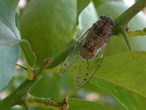 Sivun Cicada barbara (Stal 1866) kuva