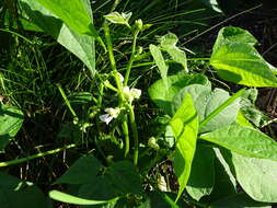 Image of kidney bean