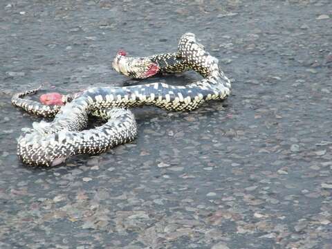 Image of Desert Kingsnake