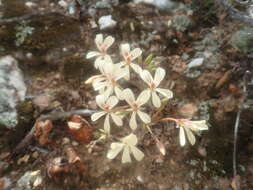 Image of Pelargonium fissifolium (Andr.) Pers.