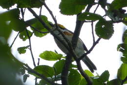 Image of Chestnut-sided Shrike-Vireo