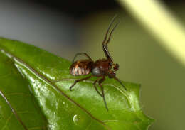 Image of Micrathena patruelis (C. L. Koch 1839)