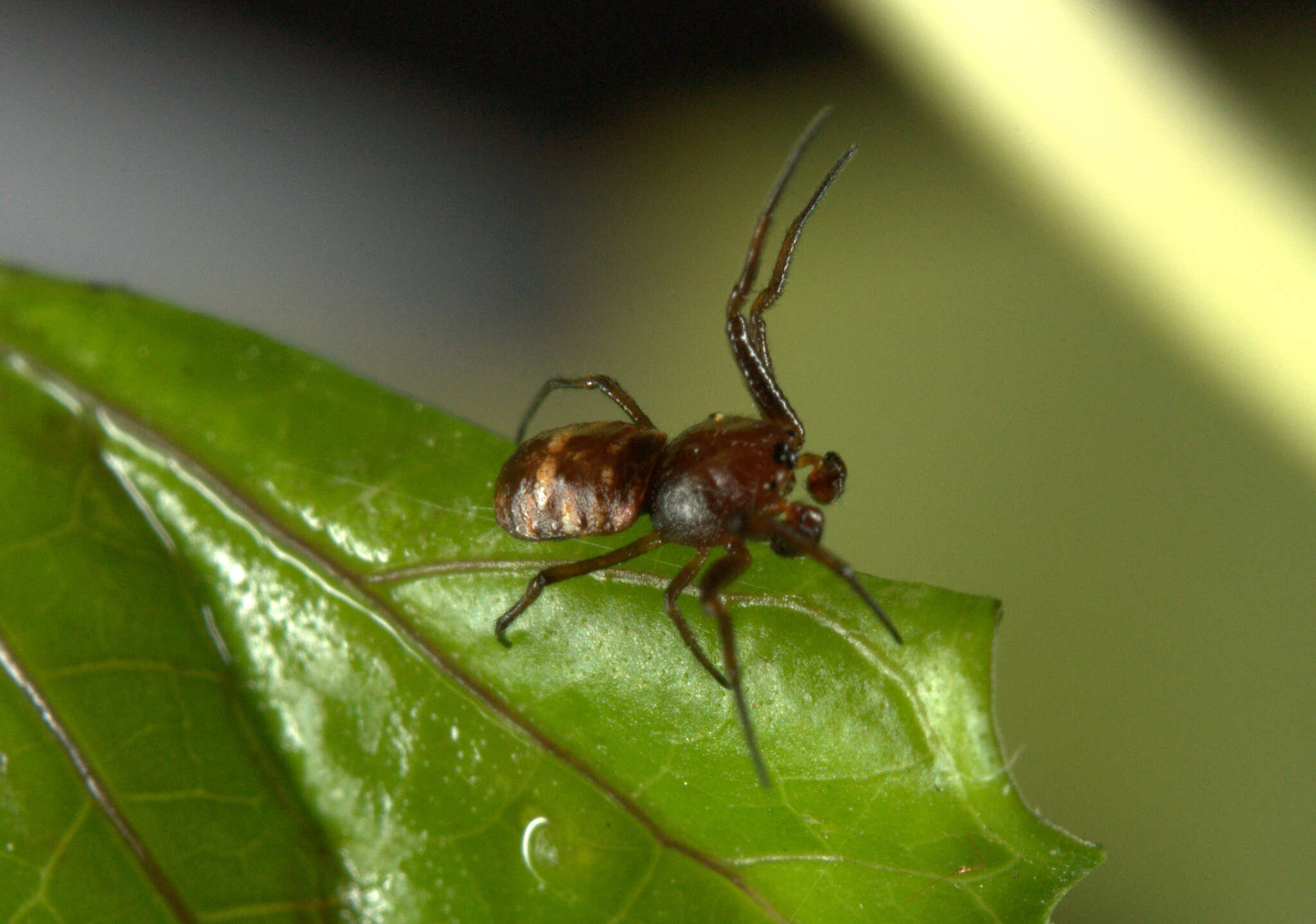 Image of Micrathena patruelis (C. L. Koch 1839)