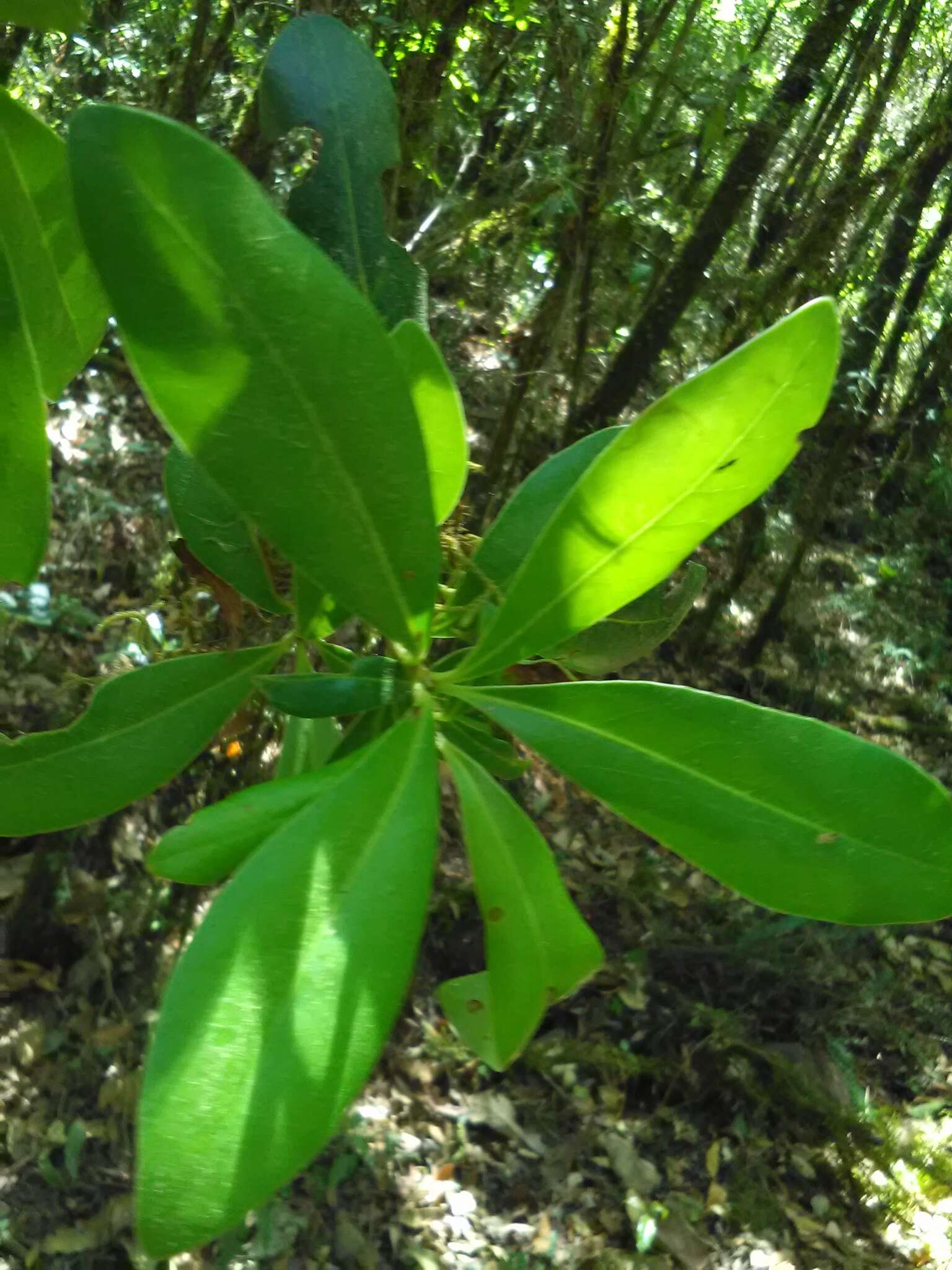 Image of Ternstroemia lineata DC.