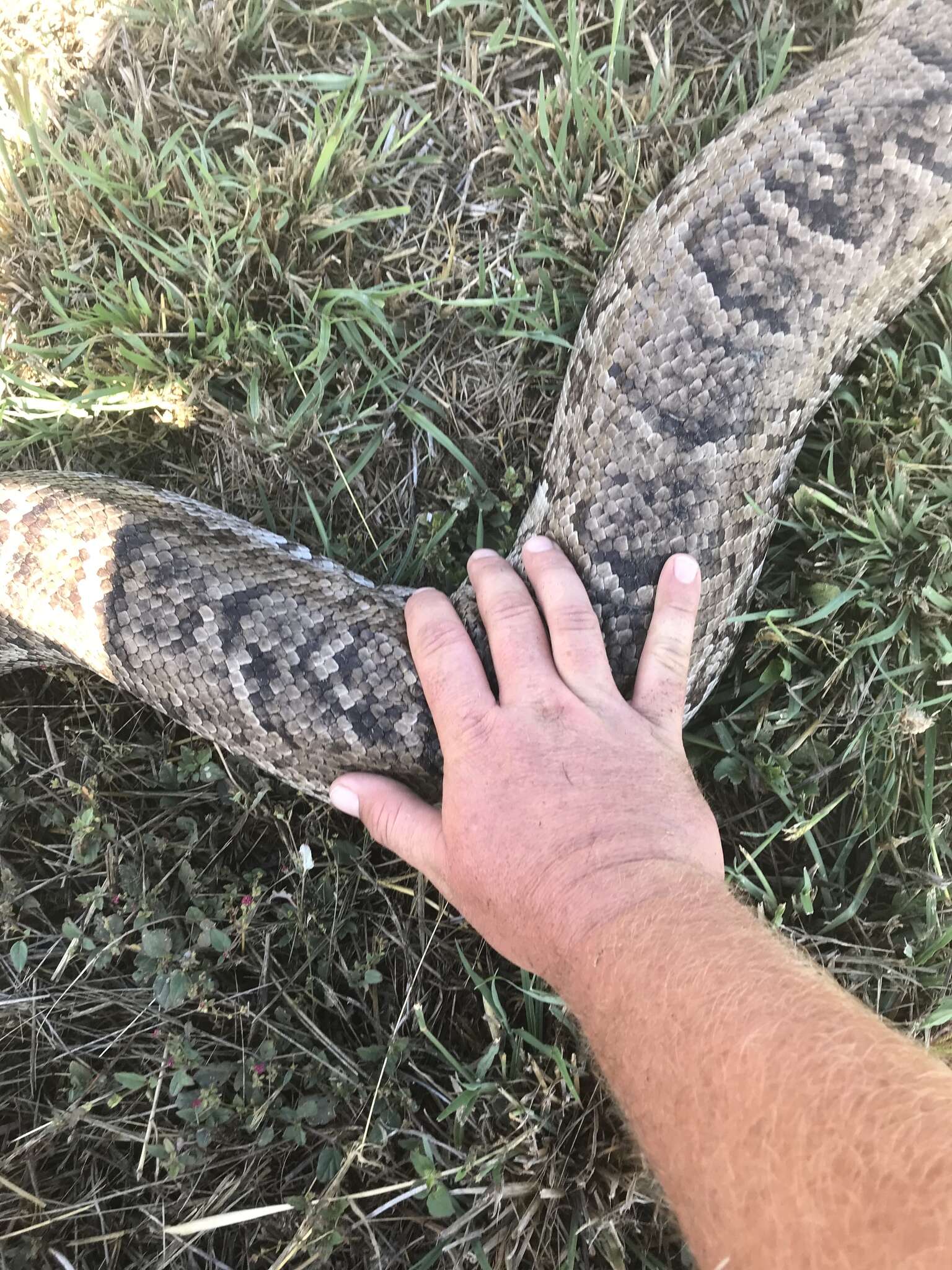 Image of Cuban Boa