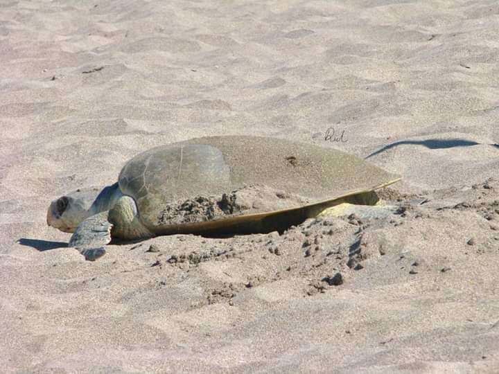 Image of Ridley sea turtles