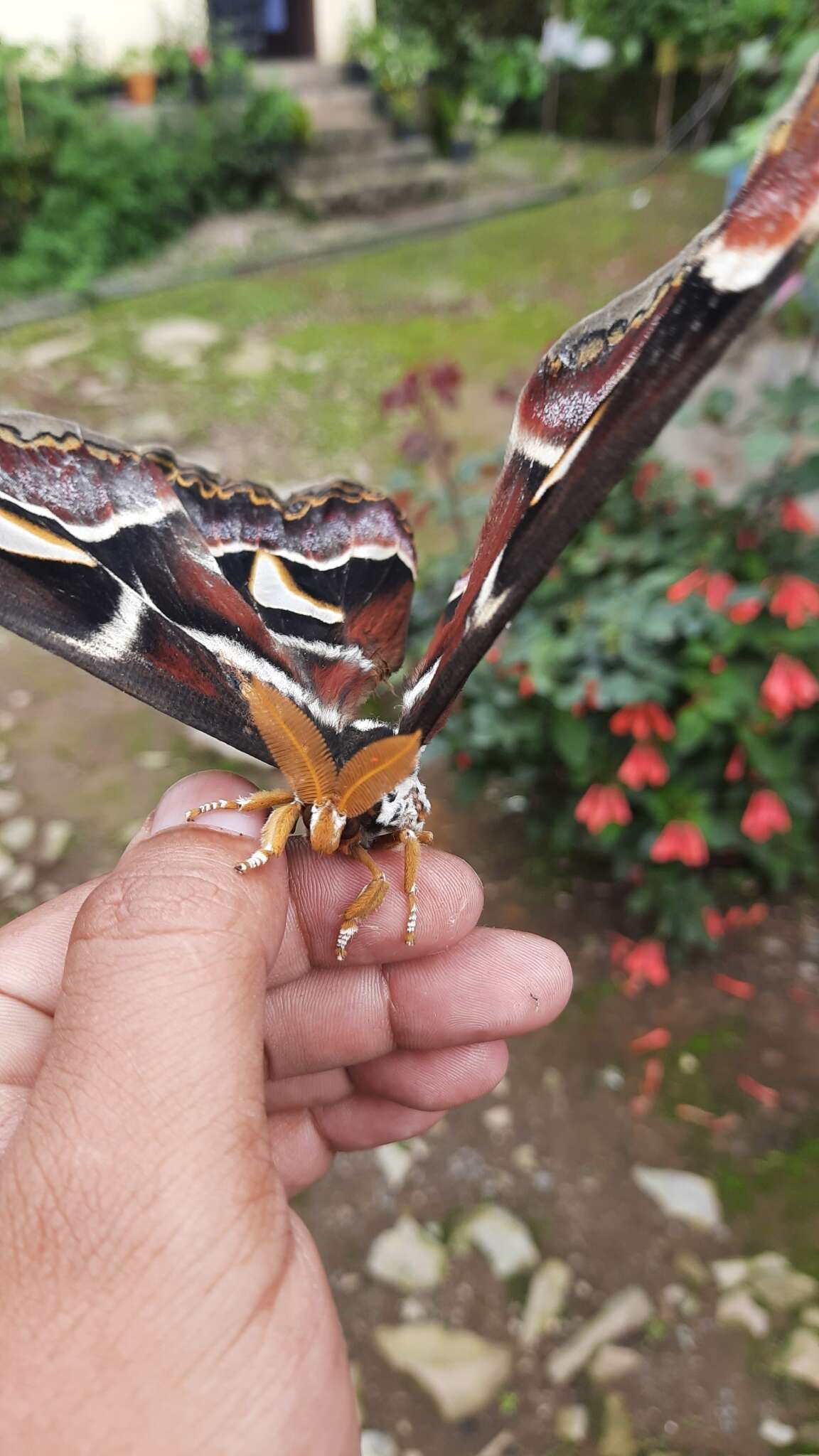 Image of Archaeoattacus edwardsii White 1859