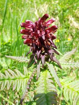 Imagem de Pedicularis recutita L.