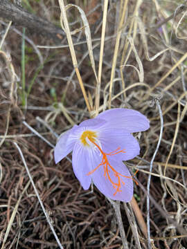 Image of Crocus tournefortii J. Gay