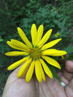 Image of starry rosinweed