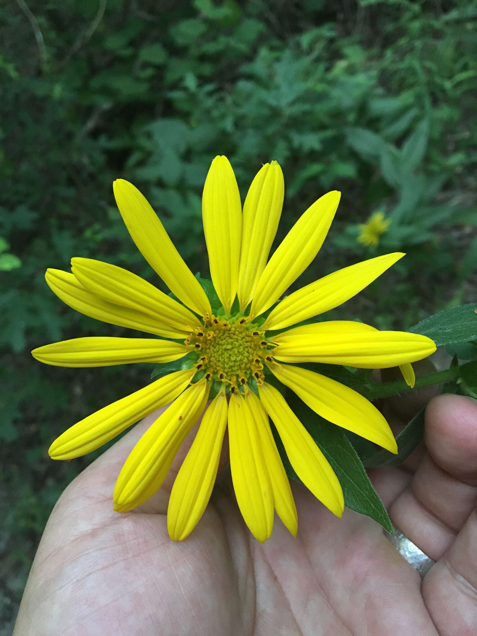 Image of starry rosinweed