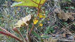 Image of Oncidium cultratum Lindl.