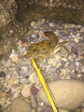 Image of Yellow Round Crab