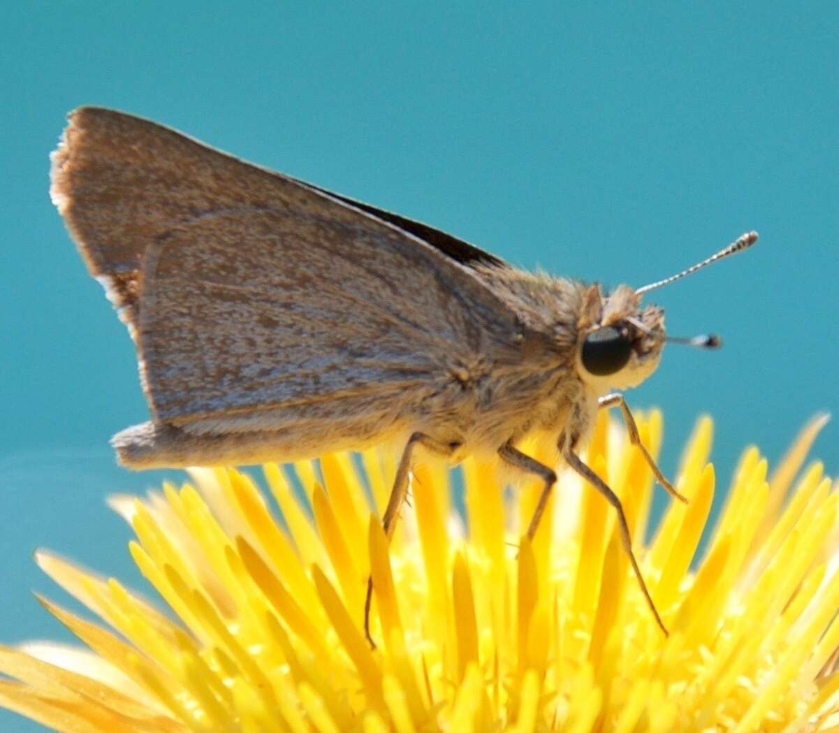 Image of Mediterranean Skipper