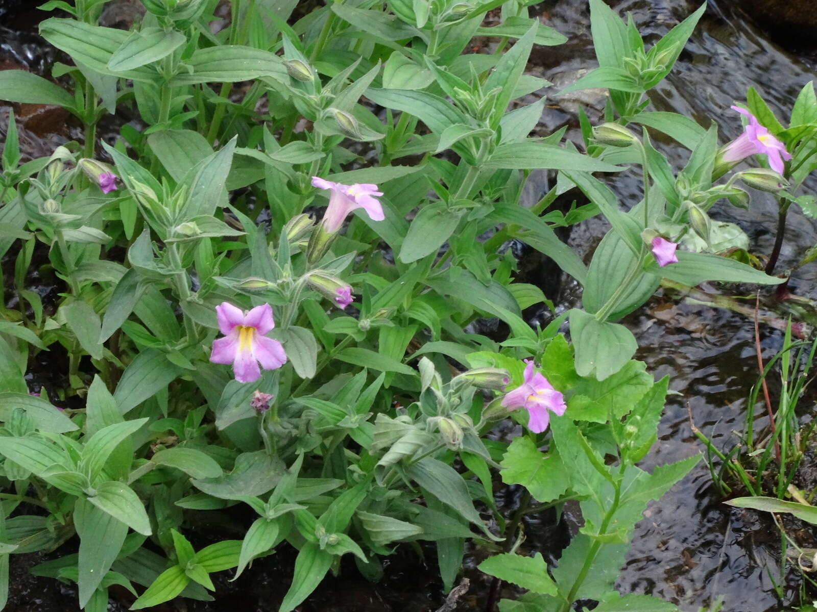 Image of Great Purple Monkey-Flower