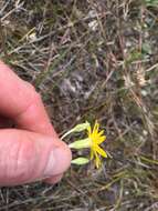 Image de <i>Pityopsis <i>graminifolia</i></i> var. graminifolia