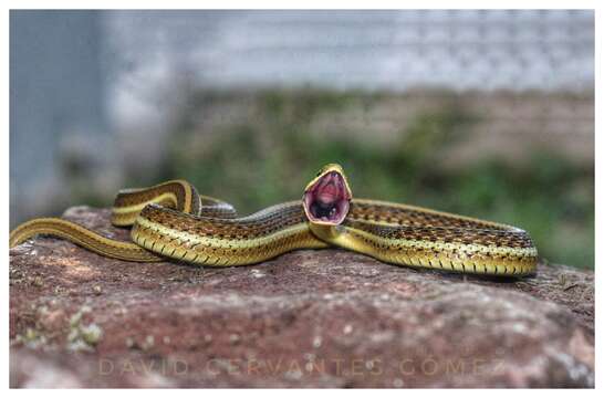 Thamnophis rossmani Conant 2000 resmi