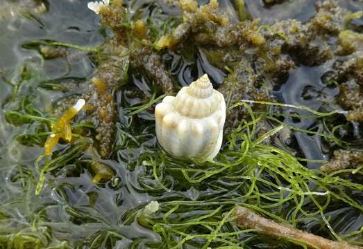 Image of Nassarius arcularia (Linnaeus 1758)