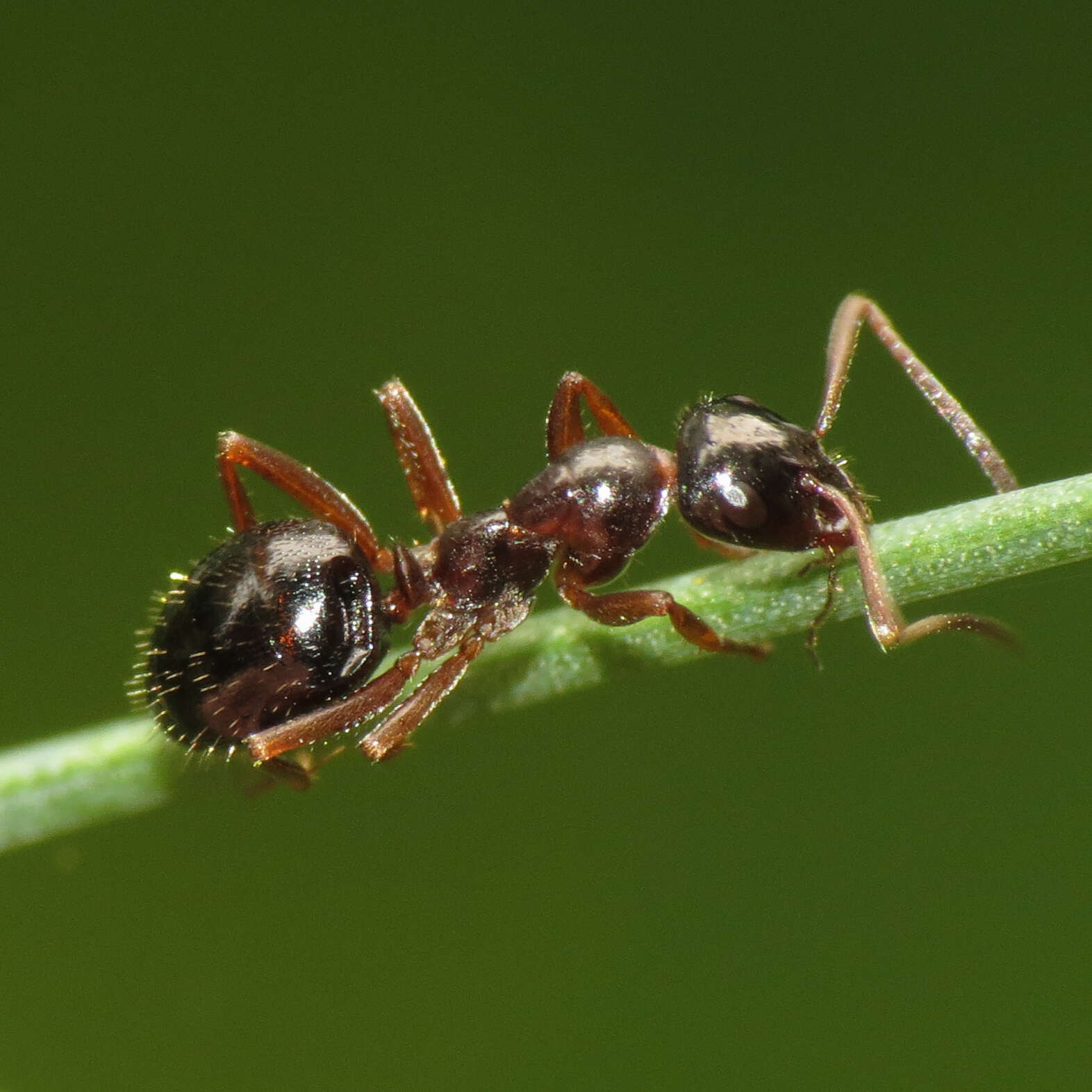 Image of Formica lasioides Emery 1893