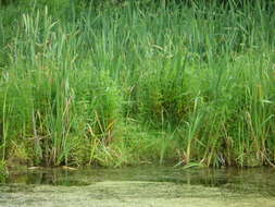 Image of marsh willowherb