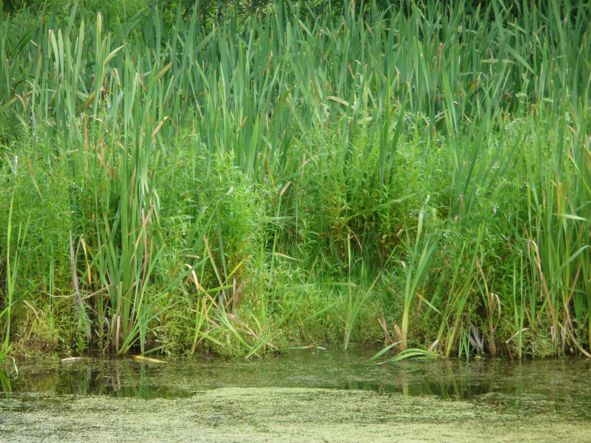 Image of marsh willowherb