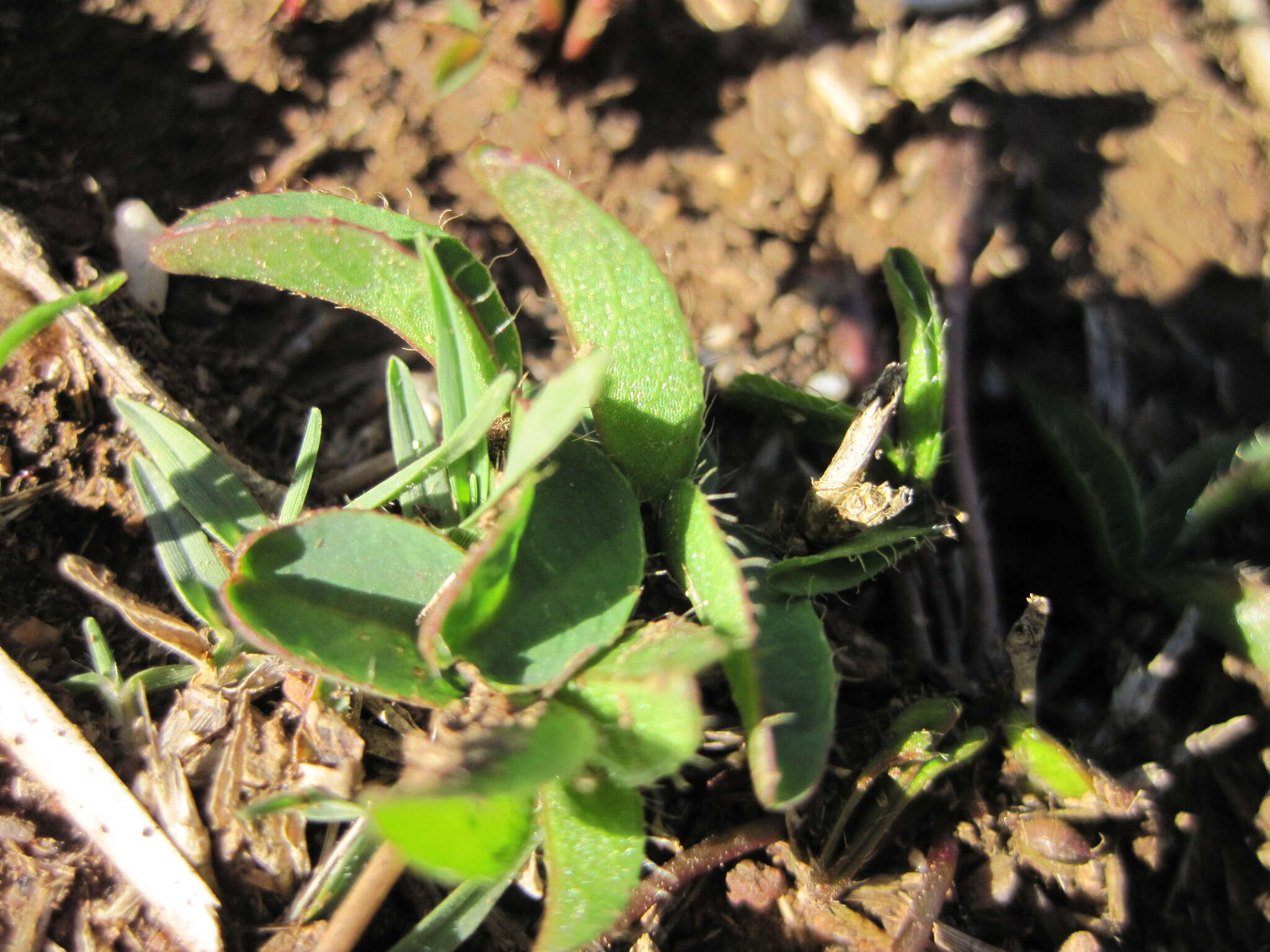 Image of Oxalis eckloniana var. sonderi Salter