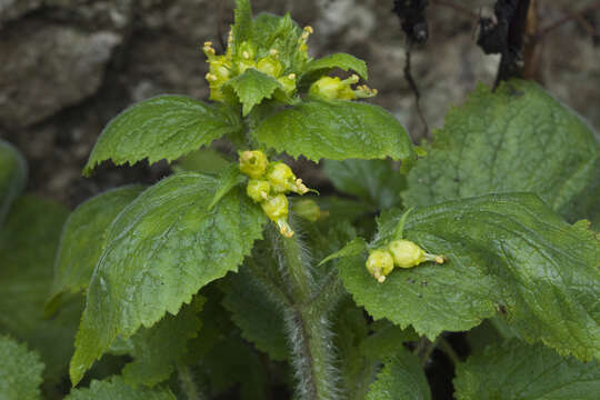 Image of Scrophularia chrysantha Jaub. & Sp.