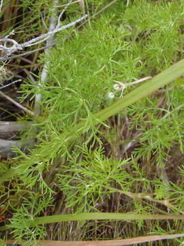 Image of Carpet geranium