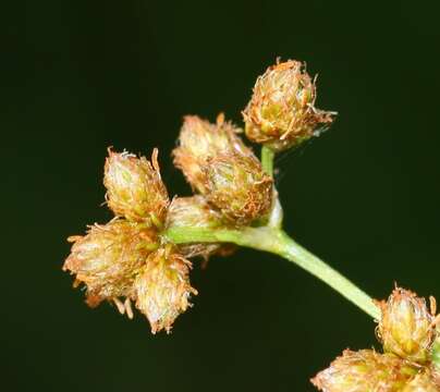 Imagem de Scirpus lushanensis Ohwi