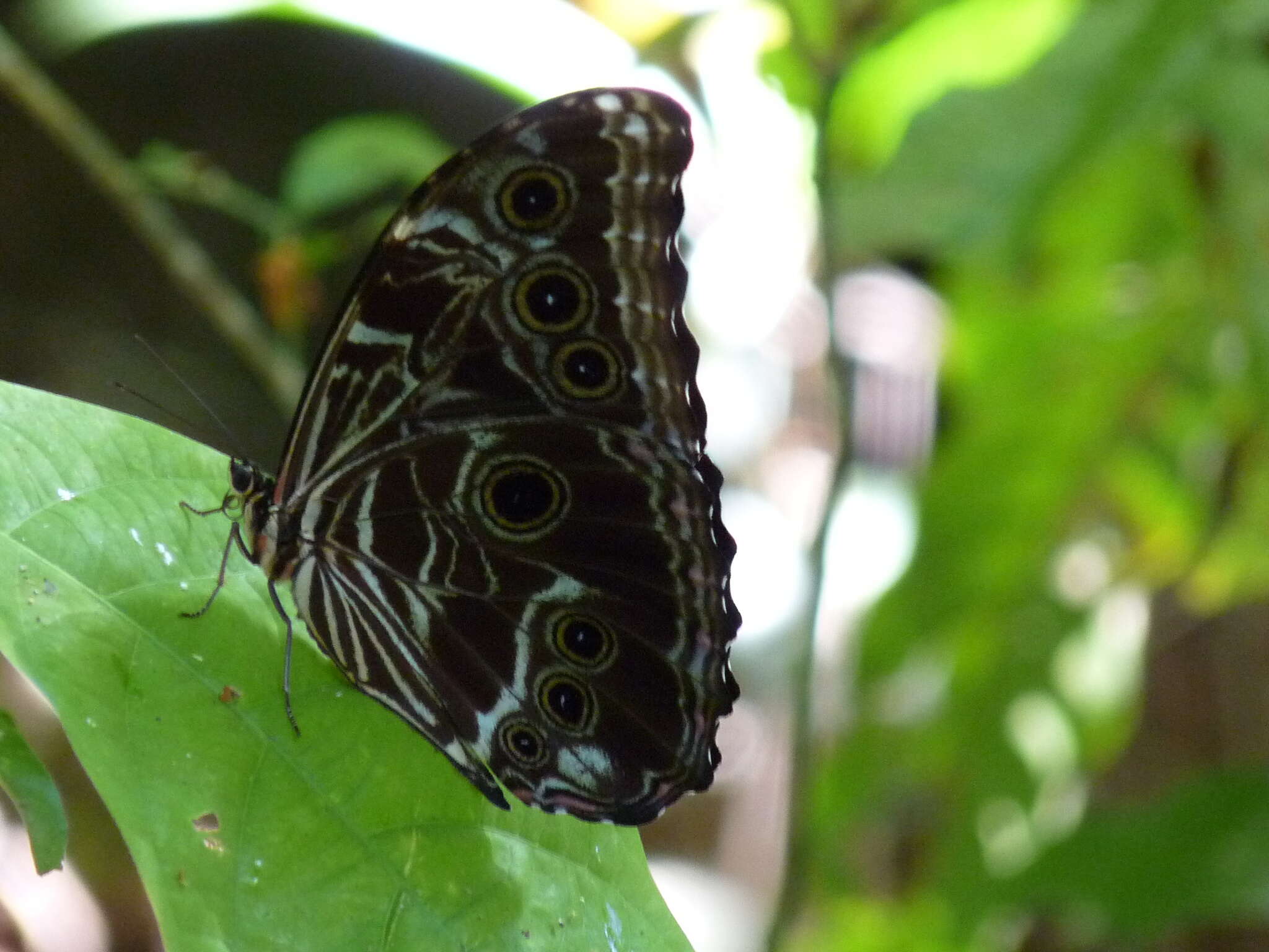 Image of Morpho deidamia Hübner 1816