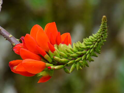 Imagem de Erythrina edulis Micheli