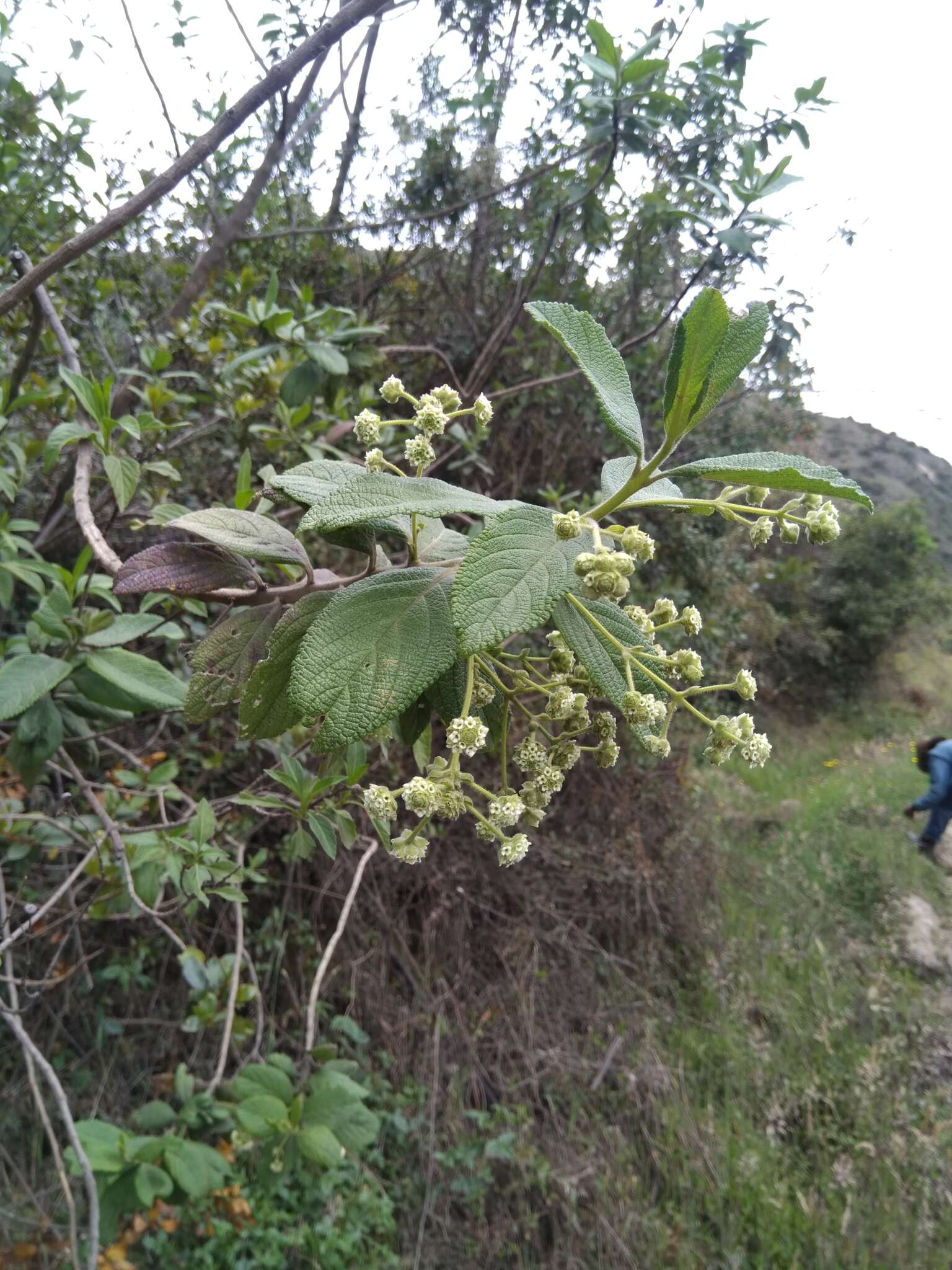 Image of Lippia hirsuta L. fil.