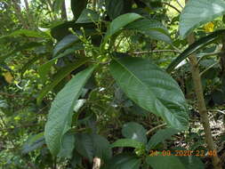 Image of Blepharidium guatemalense Standl.