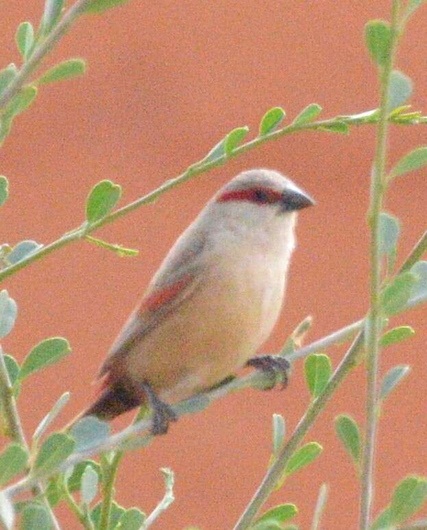 Image of Crimson-rumped Waxbill