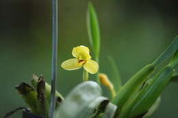 Imagem de Maxillaria aureoglobula Christenson