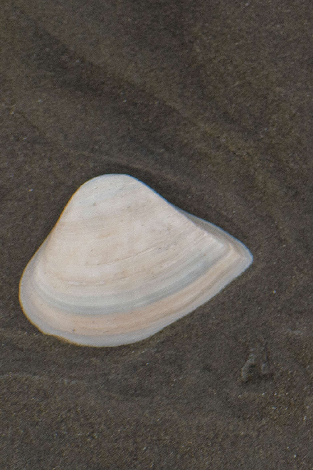 Image of mature surfclam