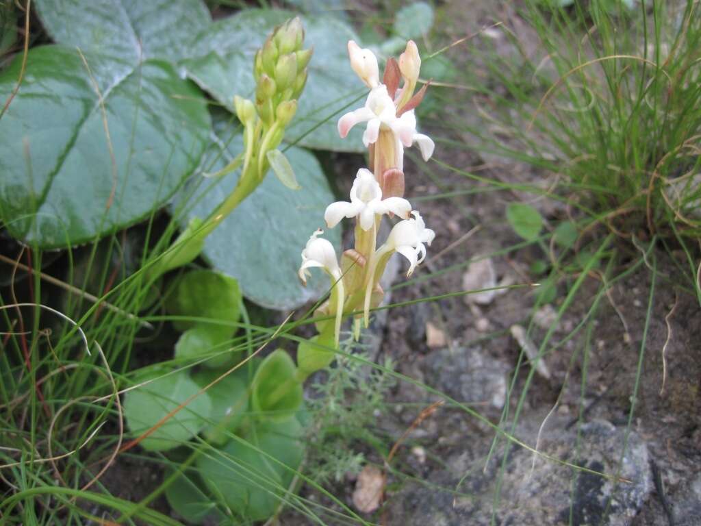 Image of Satyrium situsanguinum van der Niet & Liltved