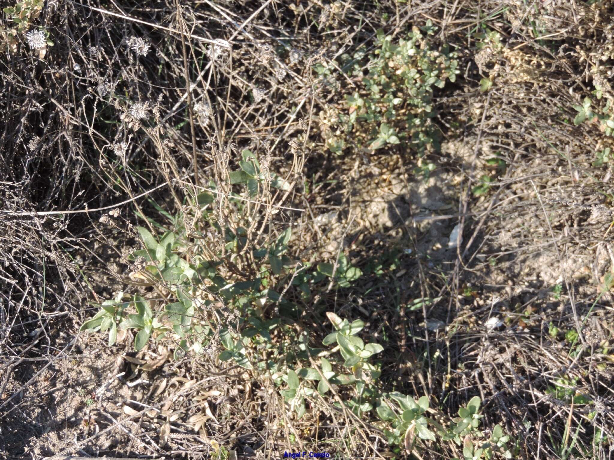 Image of Helianthemum squamatum (L.) Pers.