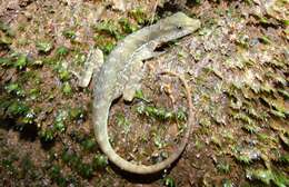 Image of Dappled Anole